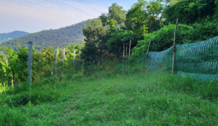 immagine annuncio 5 di 12