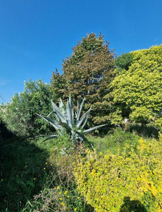 immagine annuncio 4 di 13