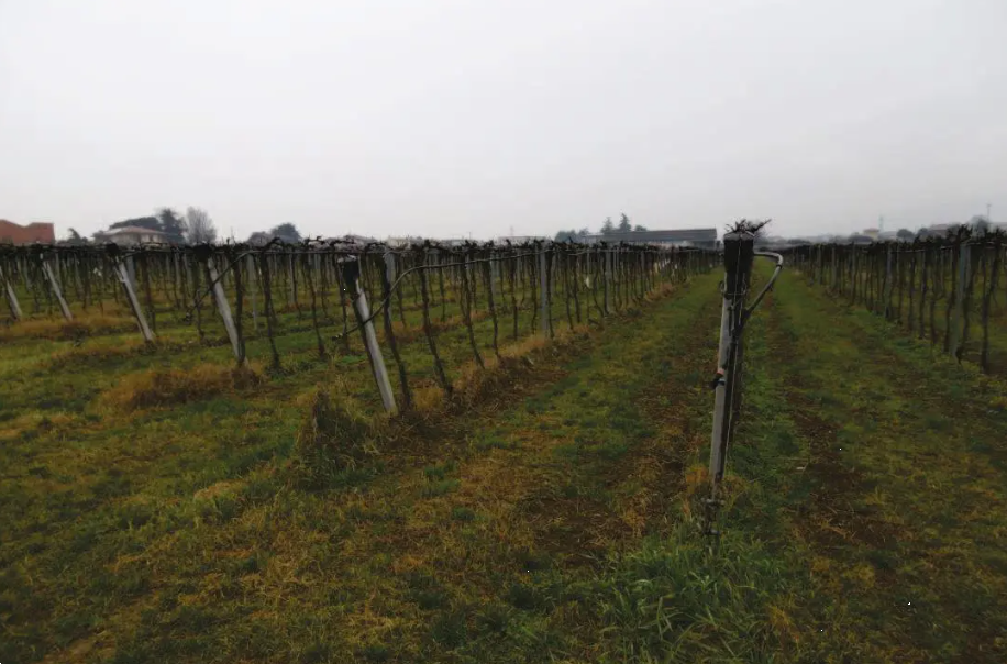 immagine annuncio 3 di 13