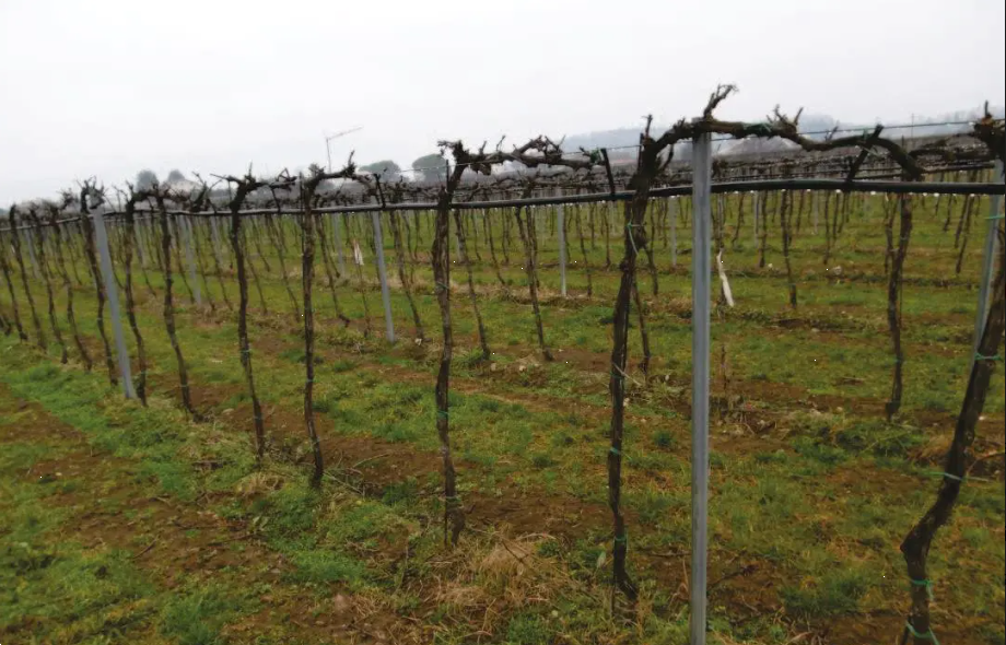 immagine annuncio 5 di 13