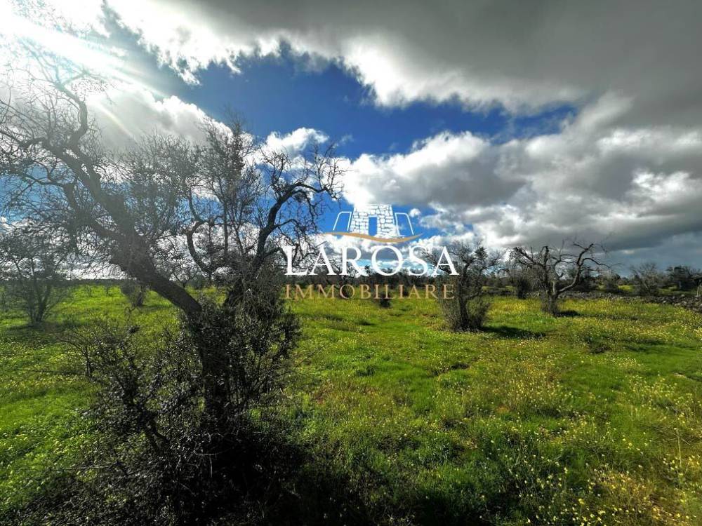 immagine annuncio 3 di 13