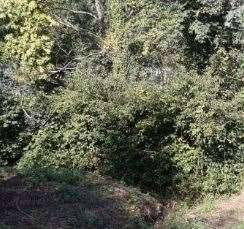 immagine annuncio 3 di 13