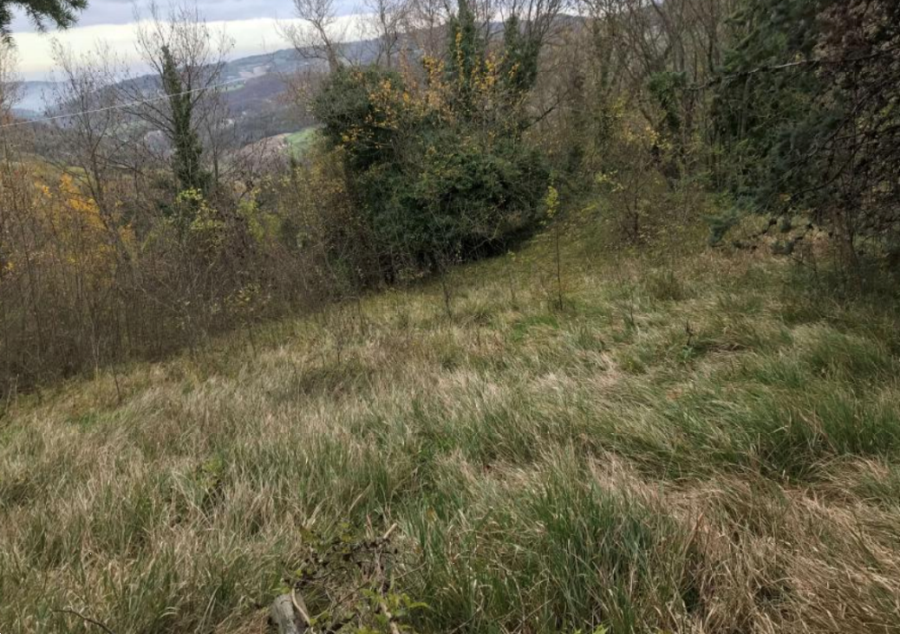 immagine annuncio 3 di 13