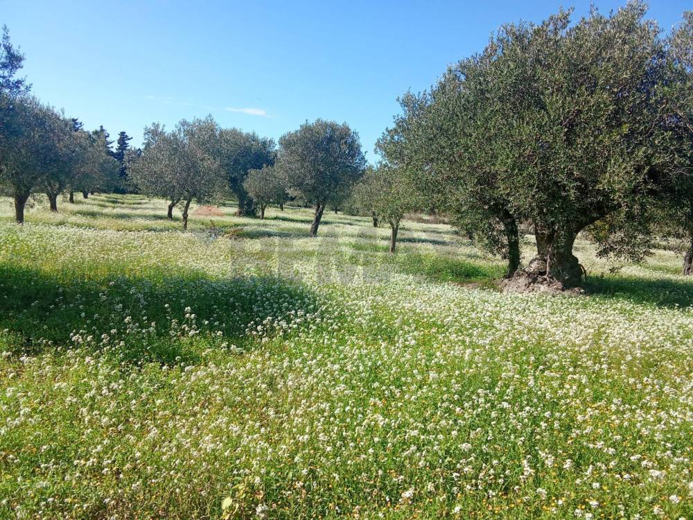 immagine annuncio 13 di 14