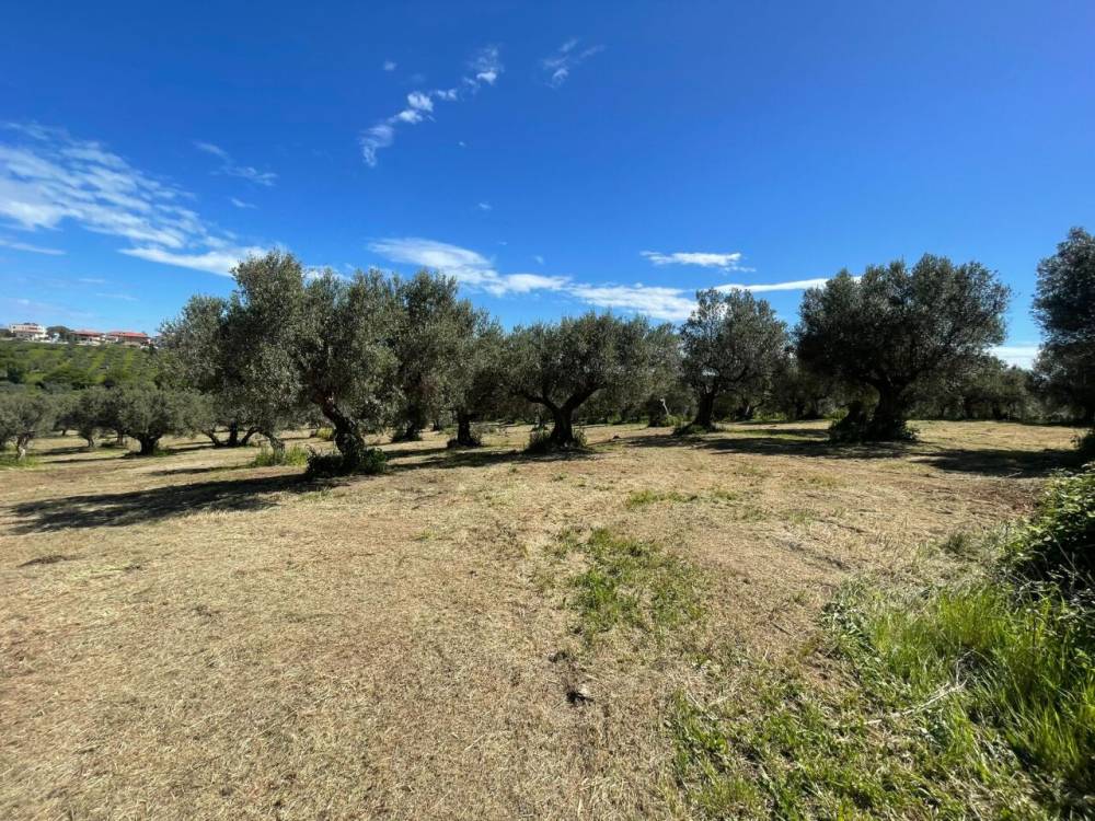 immagine annuncio 6 di 13