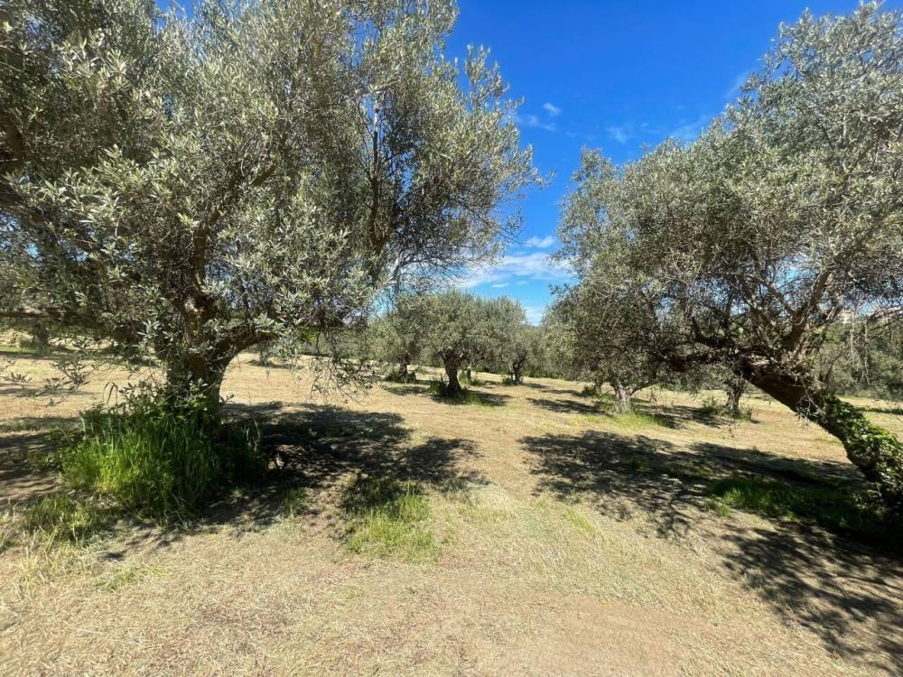 immagine annuncio 11 di 13