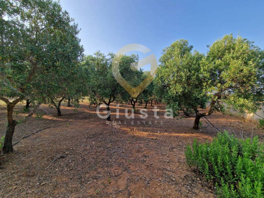 immagine annuncio 1 di 8