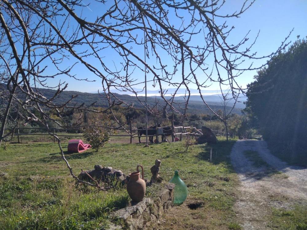 immagine annuncio 4 di 13