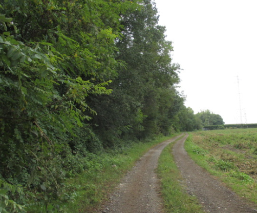 immagine annuncio 3 di 13