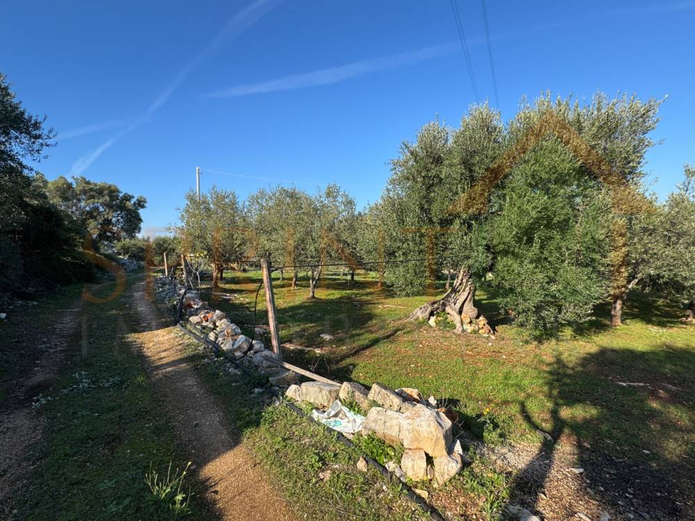 immagine annuncio 4 di 7