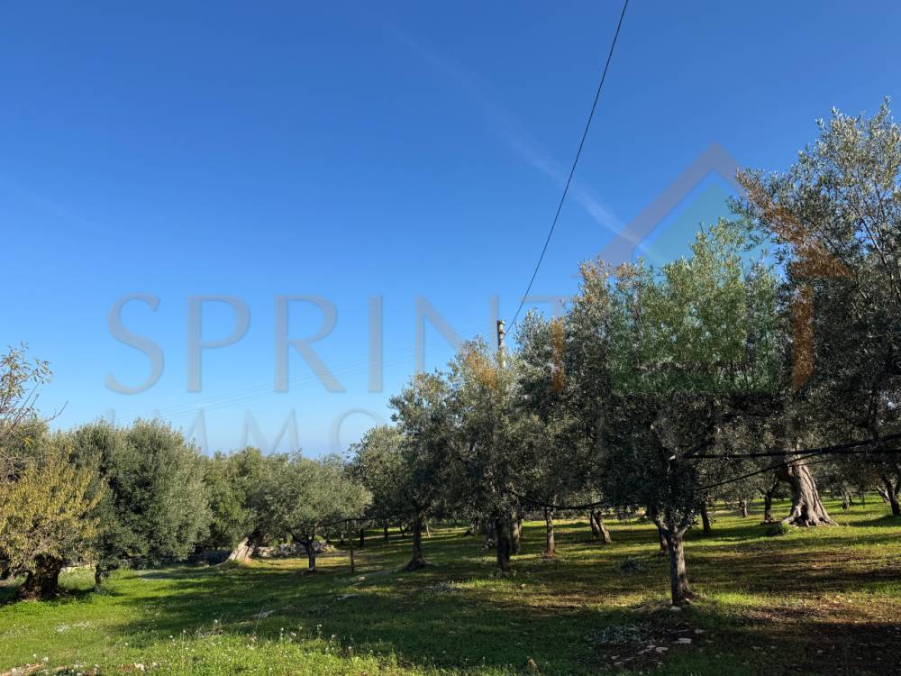 immagine annuncio 3 di 7