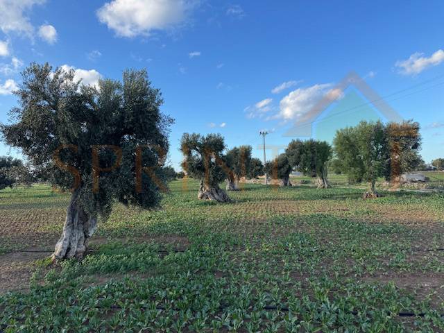 immagine annuncio 3 di 6