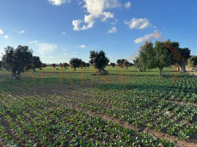 immagine annuncio 4 di 6