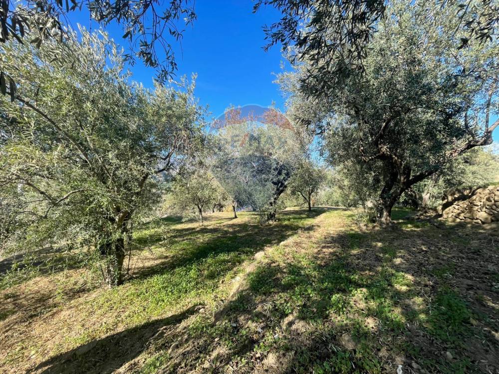 immagine annuncio 3 di 11