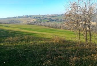 immagine annuncio 2 di 12