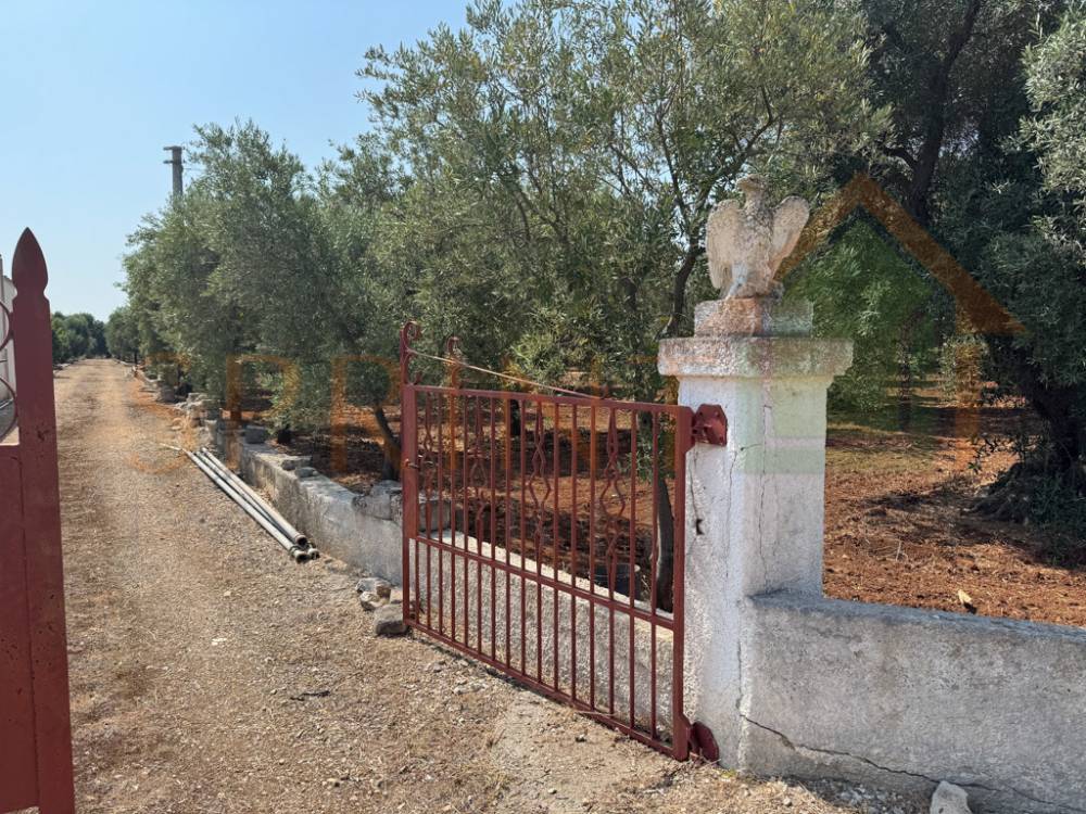 immagine annuncio 5 di 11