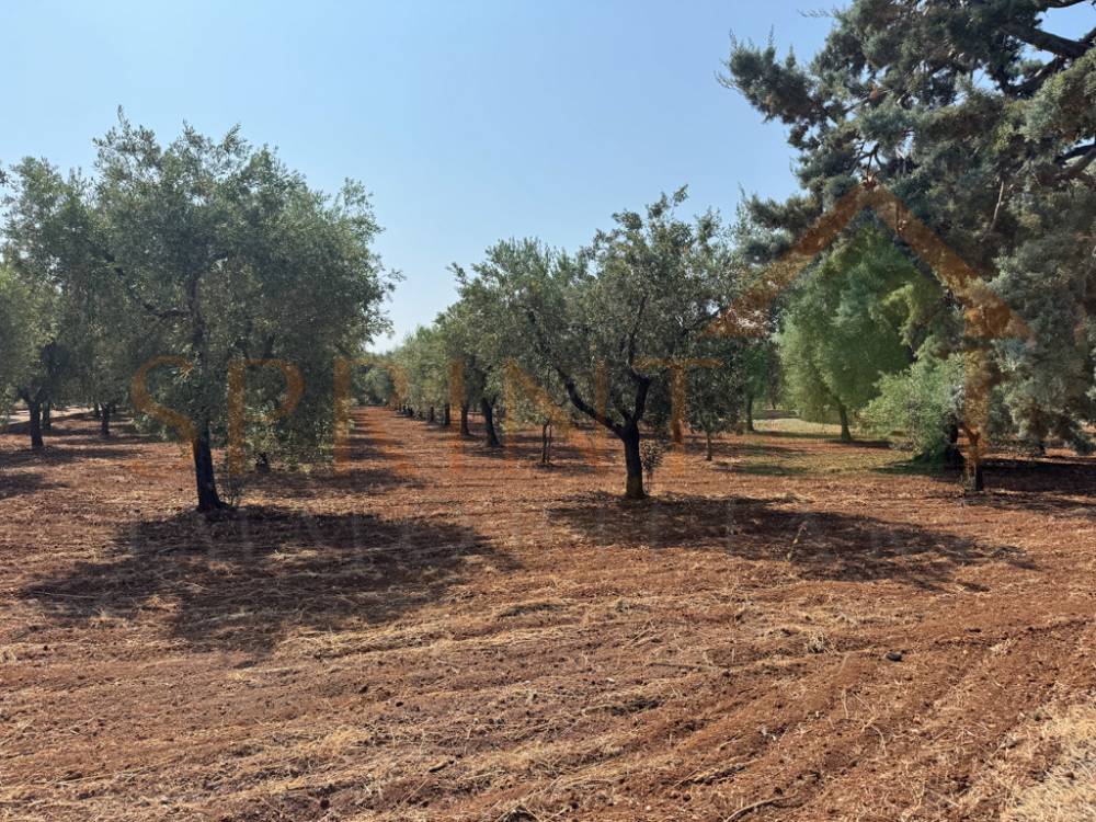 immagine annuncio 6 di 11