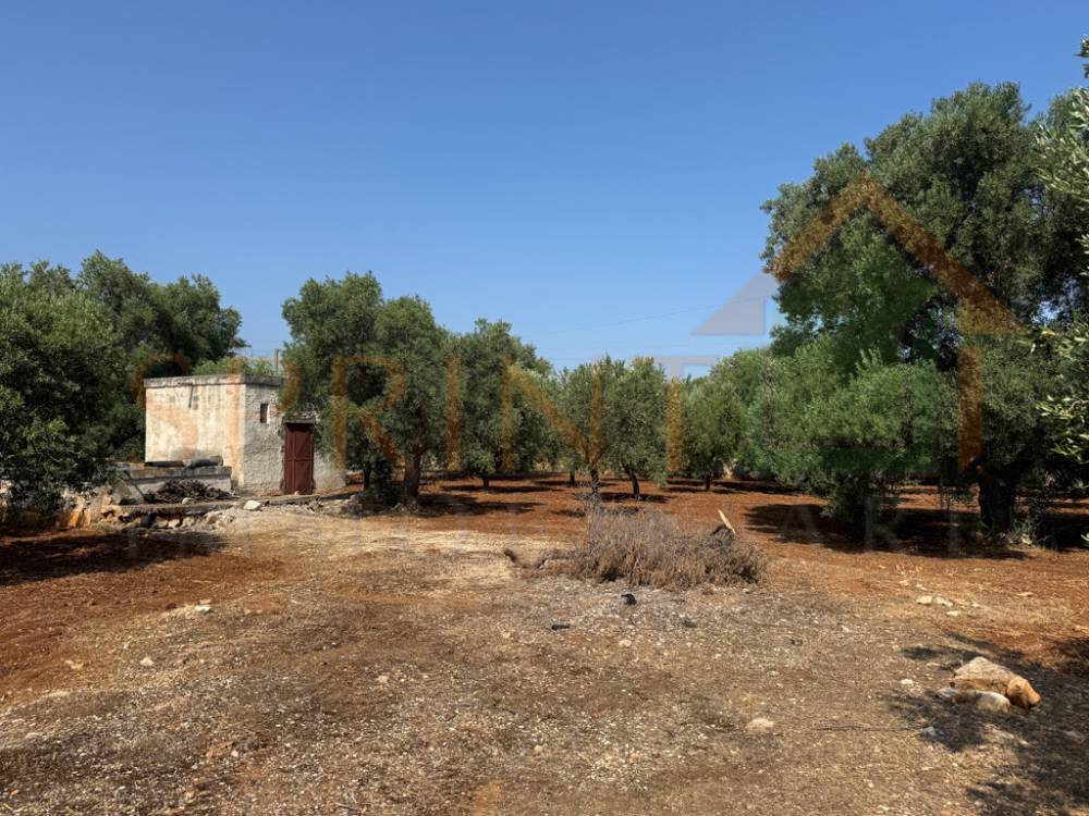 immagine annuncio 7 di 11