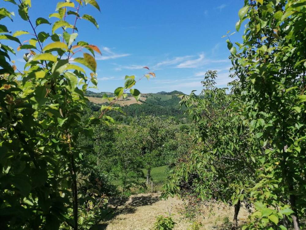 immagine annuncio 6 di 7