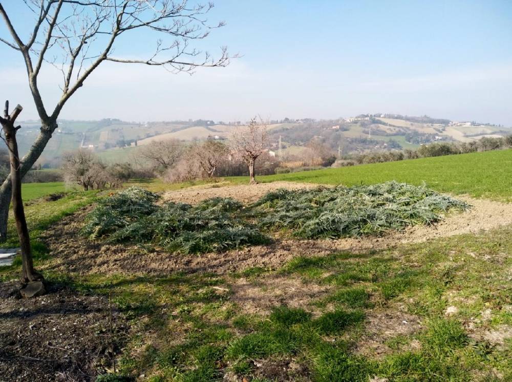 immagine annuncio 5 di 12