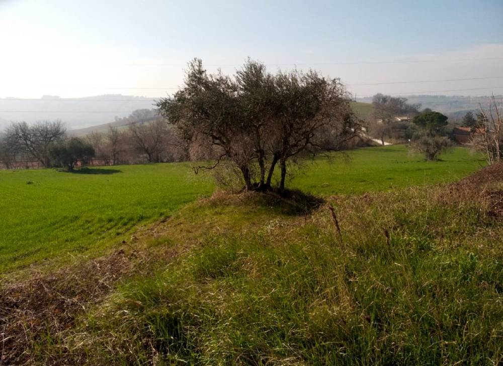 immagine annuncio 10 di 12