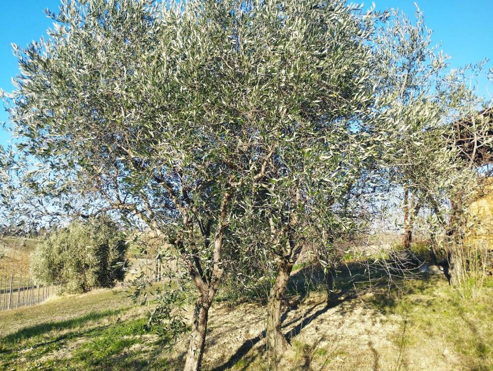 immagine annuncio 9 di 13