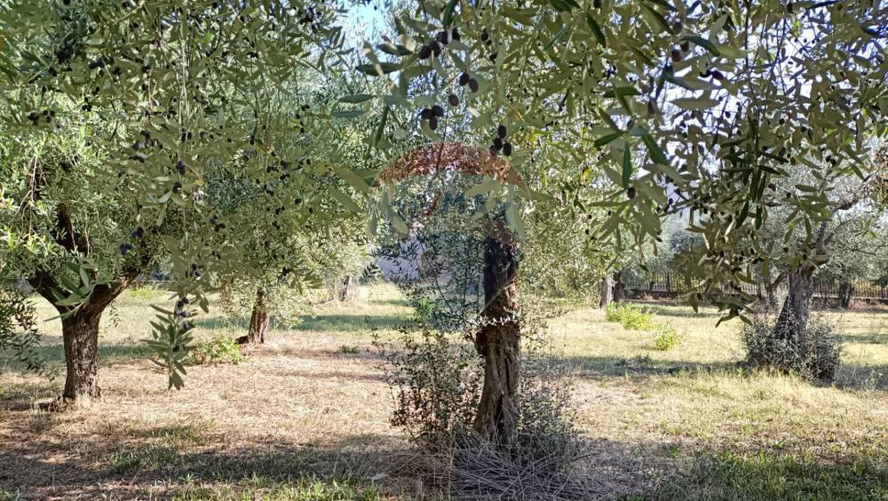 immagine annuncio 6 di 11