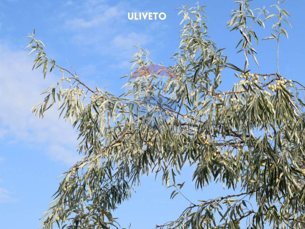 immagine annuncio 4 di 7