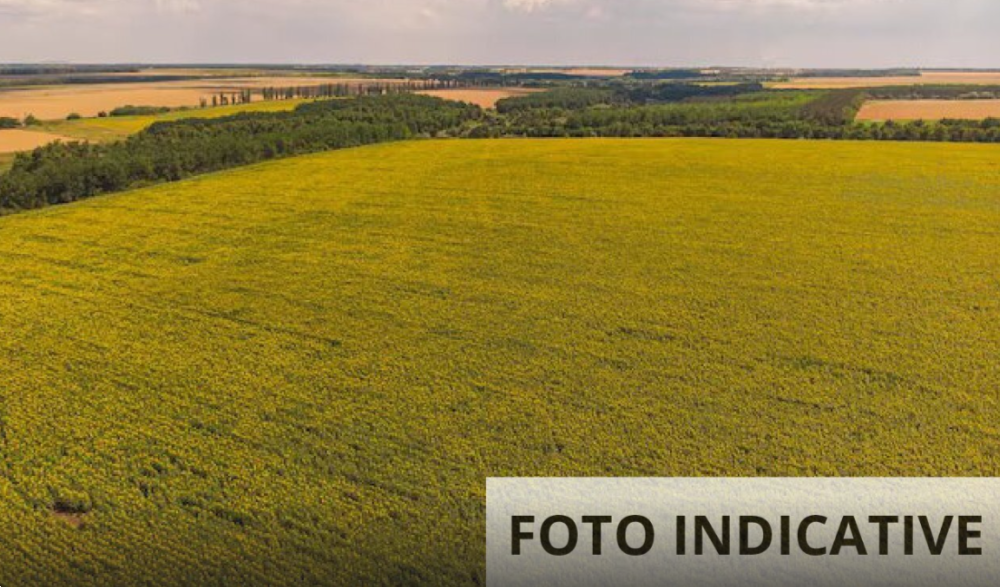 immagine annuncio 3 di 6