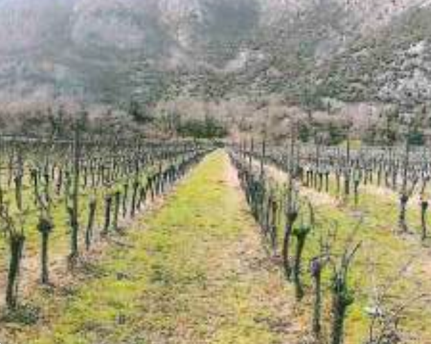 immagine annuncio 6 di 13