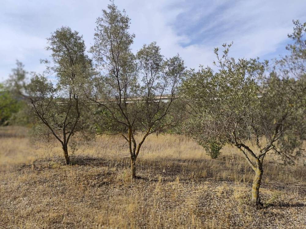 immagine annuncio 1 di 3