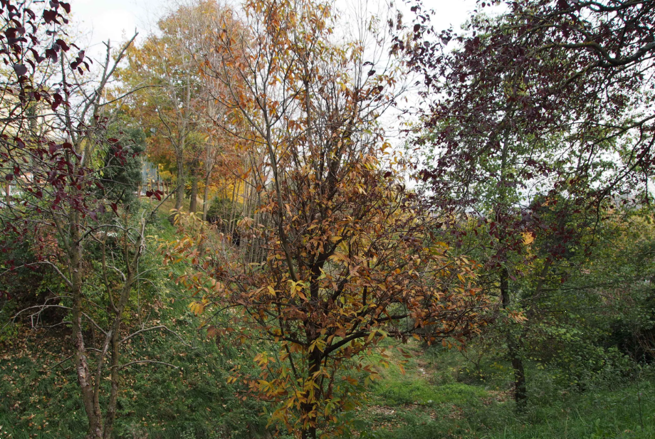 immagine annuncio 7 di 13