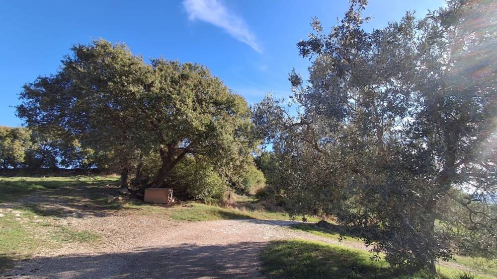 immagine annuncio 7 di 13