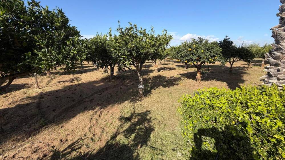 immagine annuncio 6 di 13