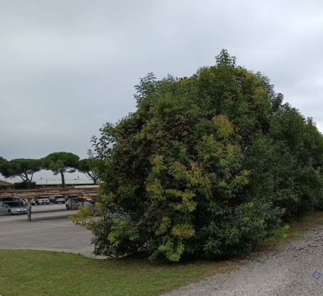 immagine annuncio 2 di 13