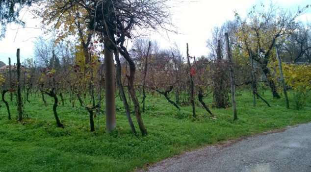 immagine annuncio 4 di 13