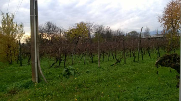 immagine annuncio 5 di 13