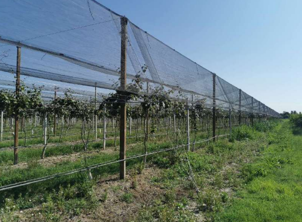 immagine annuncio 2 di 13