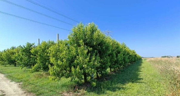 immagine annuncio 3 di 13