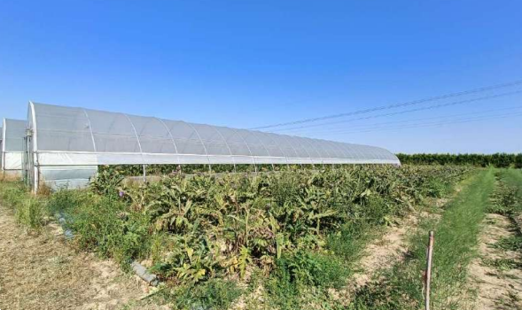 immagine annuncio 5 di 13