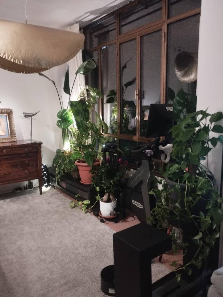 appartamento in affitto a Senigallia