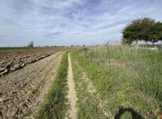 immagine annuncio 3 di 11