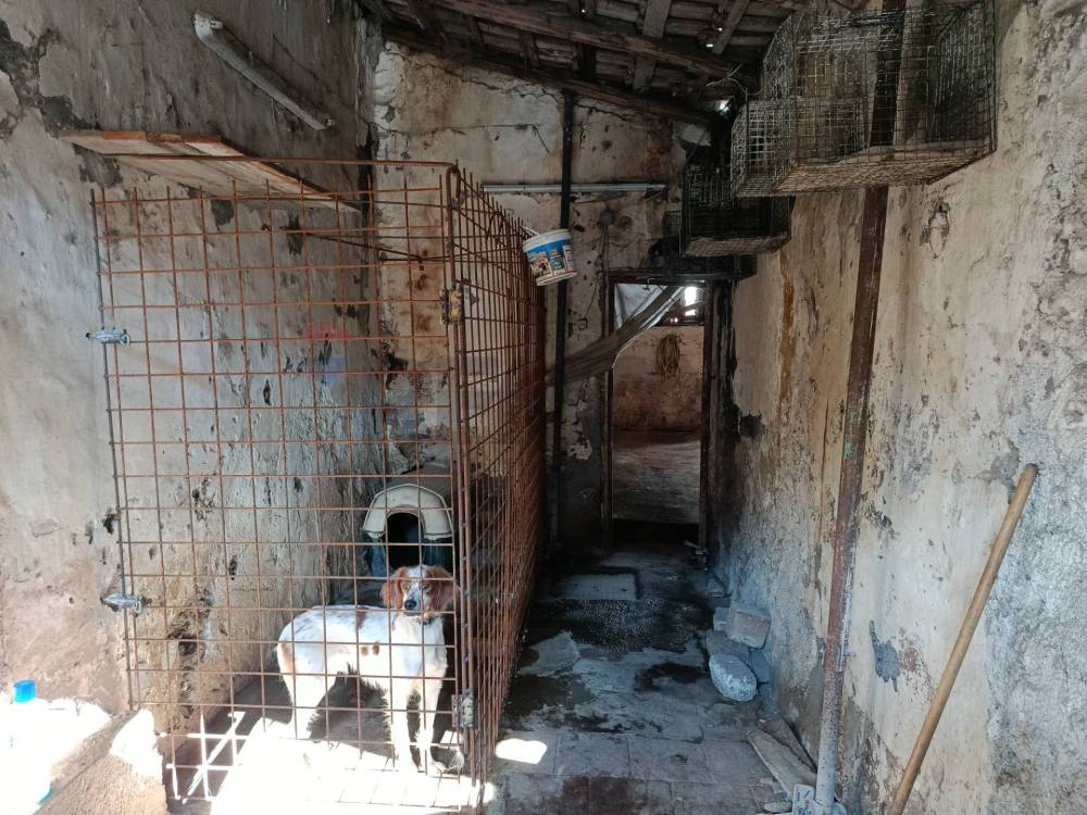 immagine annuncio 3 di 13