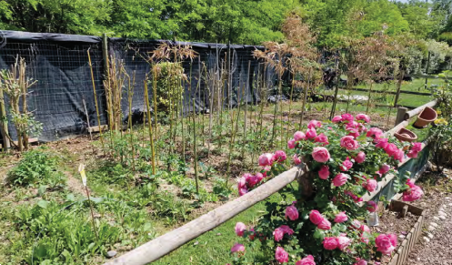 immagine annuncio 12 di 13