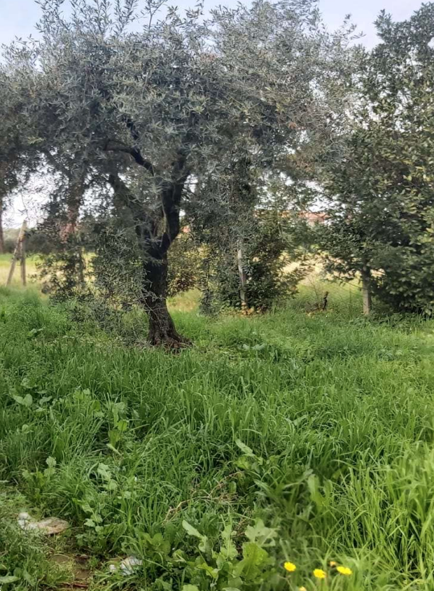 immagine annuncio 8 di 13