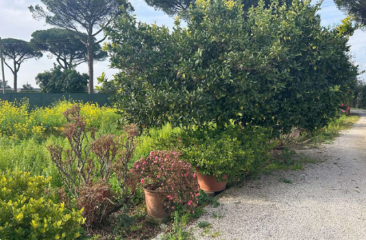 immagine annuncio 10 di 13