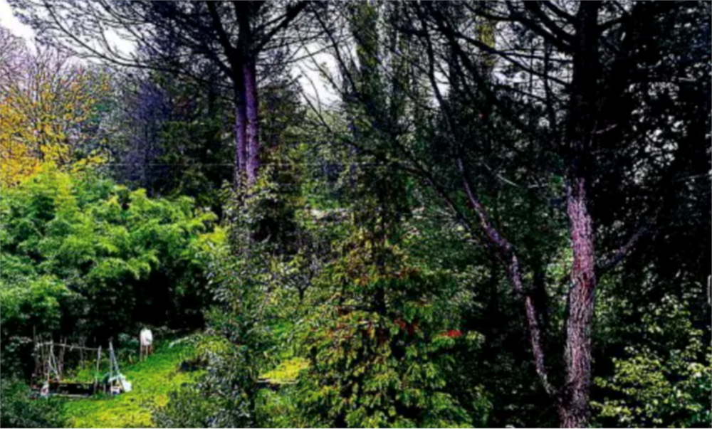 immagine annuncio 1 di 13