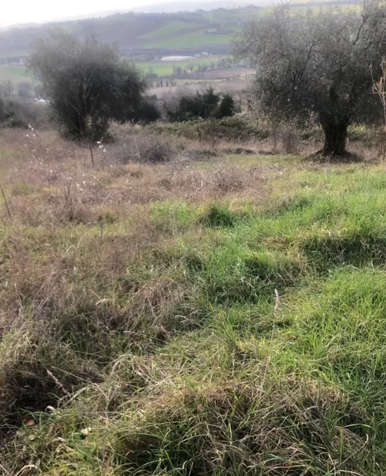 immagine annuncio 3 di 13