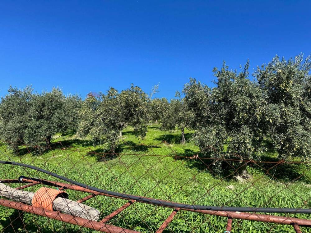 immagine annuncio 7 di 13