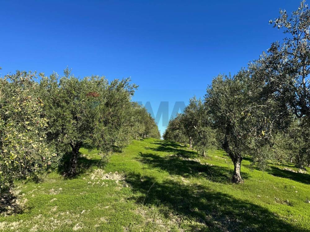 immagine annuncio 10 di 13